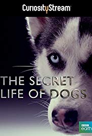 Secret Life of Dog