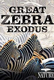 Great Zebra Exodus