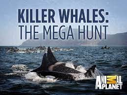 Killer Whales: The