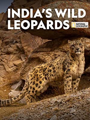 Indias Wild Leopar