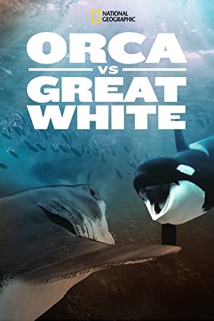 Orca vs. Great Whi