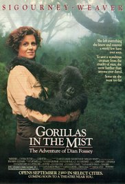 Gorillas in the Mi