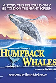 Humpback Whales (2