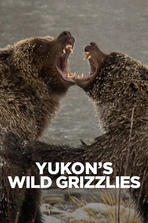 Yukons Wild Grizzlies (2021)