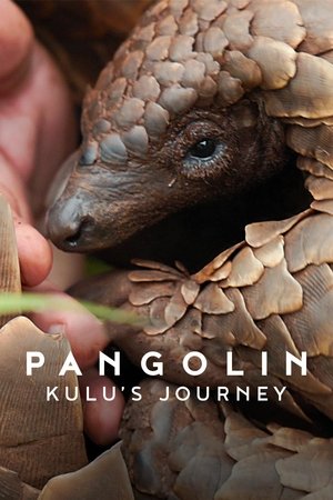 Pangolin Kulus Journey (2025)