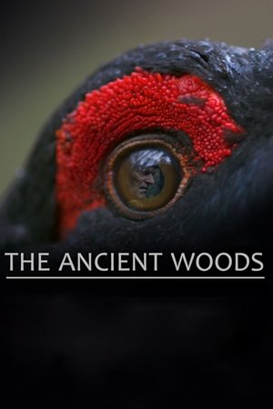 The Ancient Woods (2017) Poster