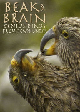 Beak & Brain Genius Birds from Down Under (2013)