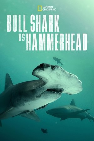 Bull Shark Vs Hammerhead (2023)