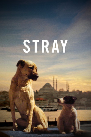 Stray (2020)