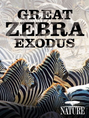 Great Zebra Exodus (2013)