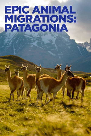 Epic Animal Migrations Patagonia (2023)