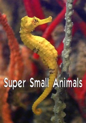 Super Small Animals (2017)