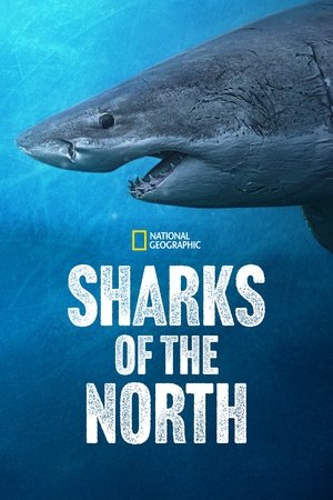 Sharks of the North (2025) Poster