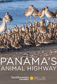 Panamas Animal Hig
