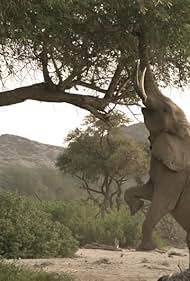 Wild Namibia (2014